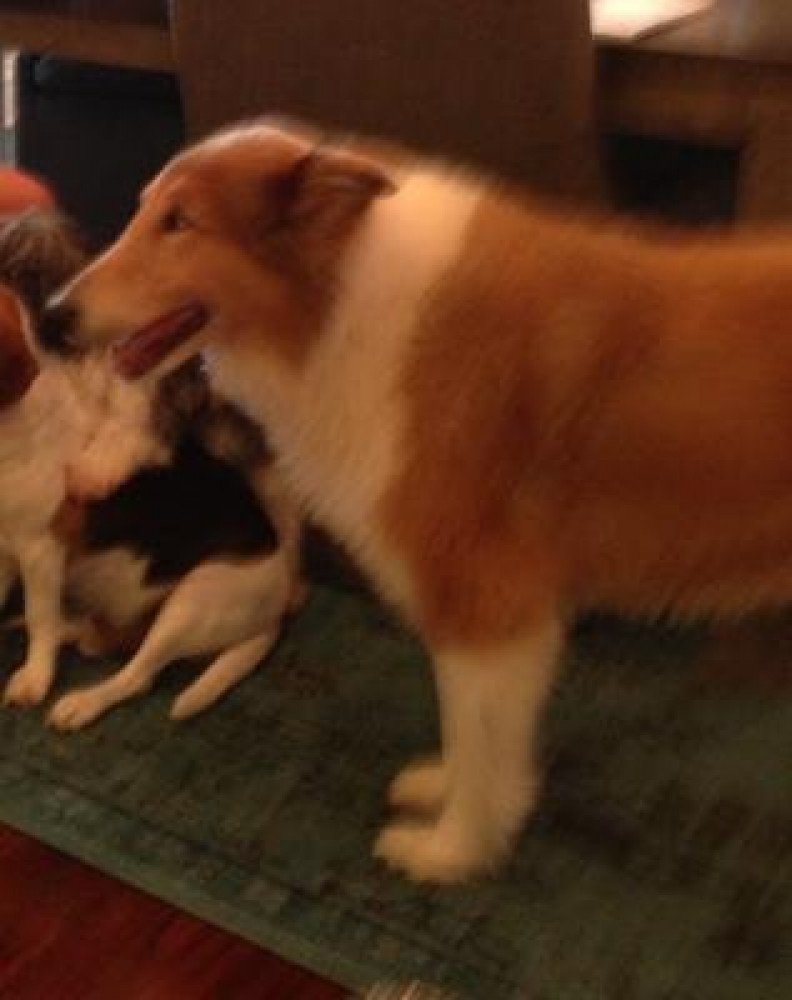Reunited Male Dog (White/blonde, Collie)