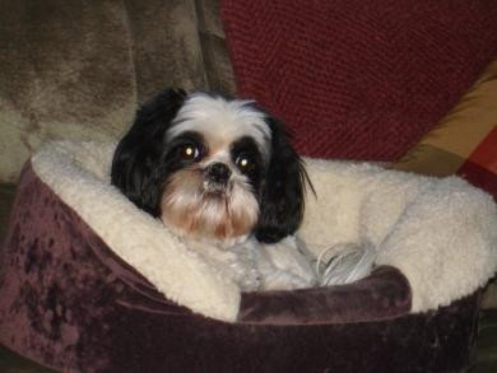 Reunited Female Dog (black & white, shih-tzu)
