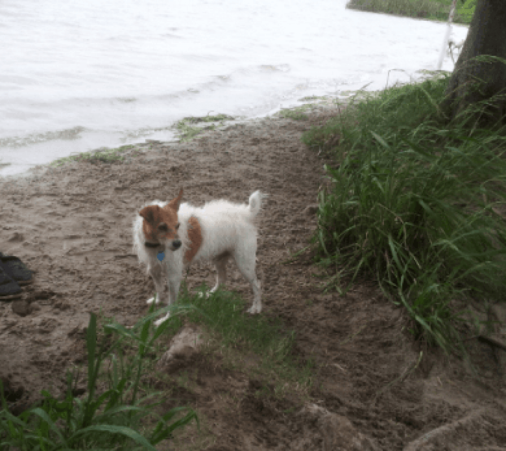 Reunited Male Dog (White and red, Jack Russell Mix)