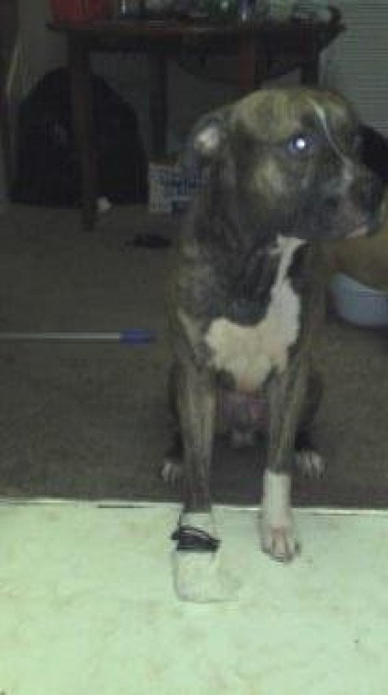 Reunited Male Dog (brindle, pit bull mix)