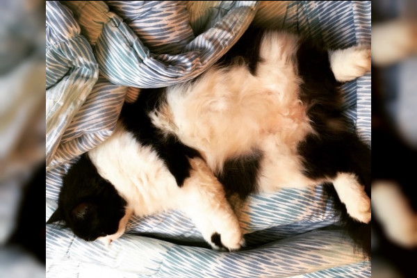 Oreo