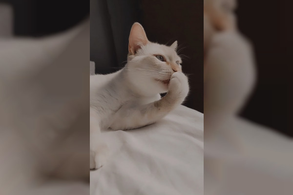 Mochi