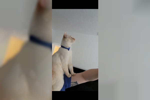 Mochi