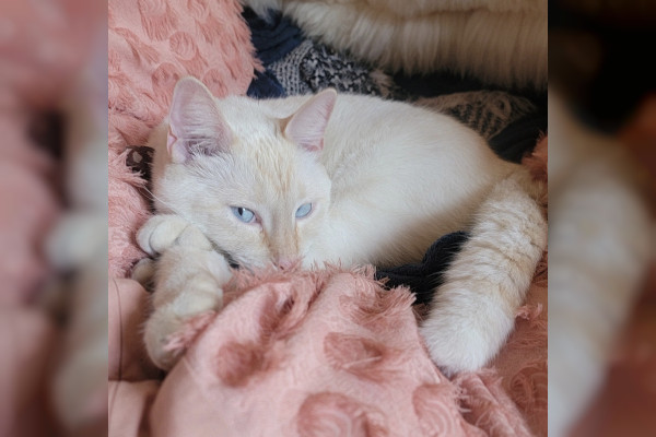 Mochi