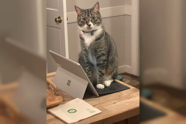 Cosmo the cat