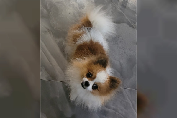 Roky