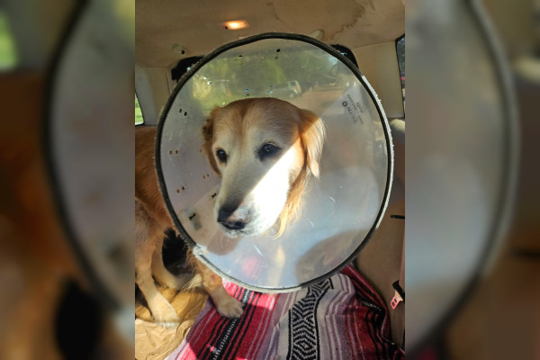 Unknown-no collar but cone