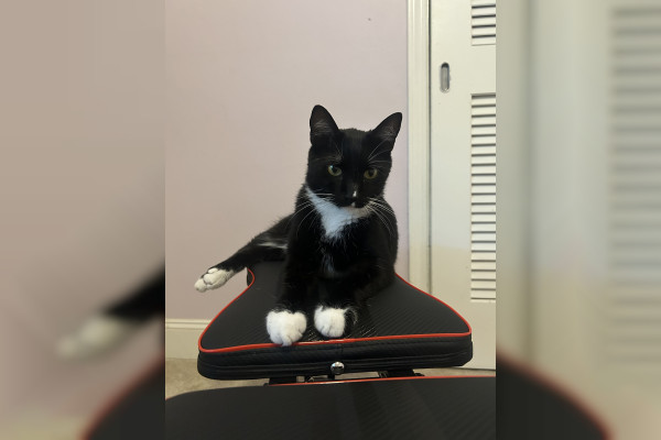 Alfred