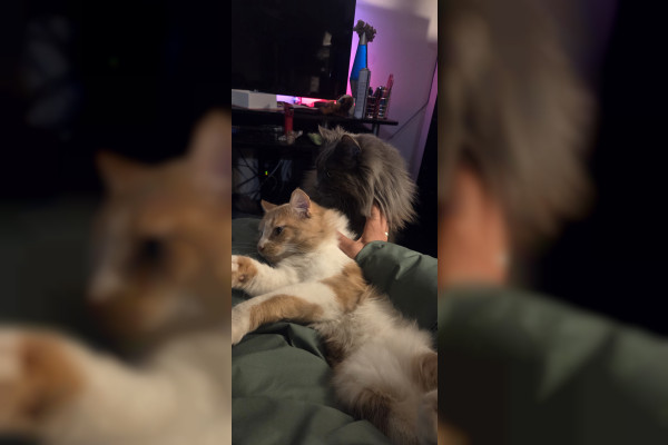 Lacie (BiBi)
