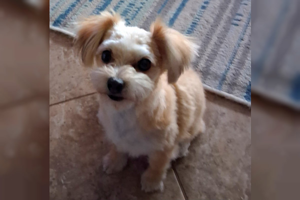Cooper