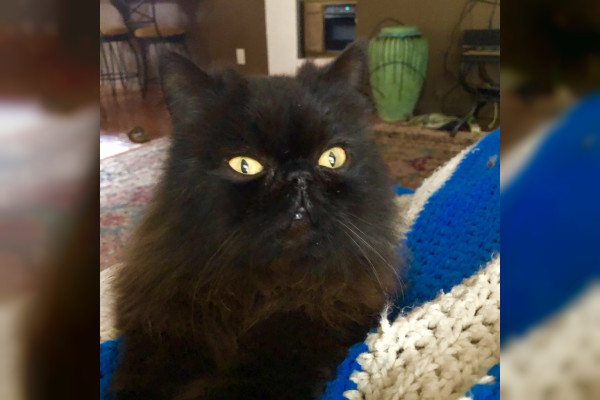Kit