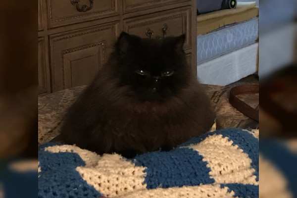 Kit