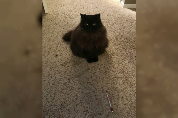 Kit