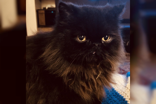 Kit