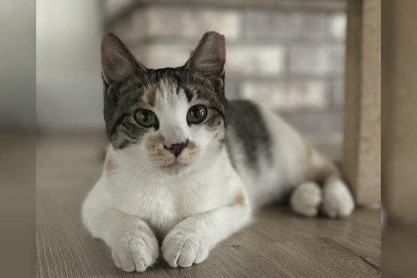 Milly