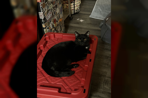 Purrgatory