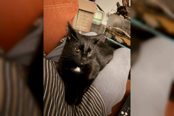 Purrgatory