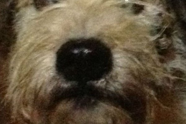 Vinnie