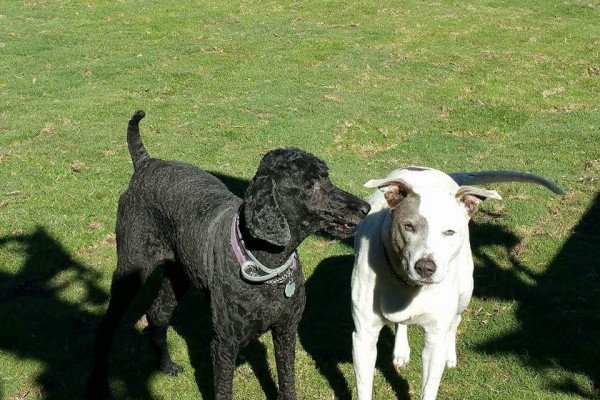 Poodle (Nola) Mutt (Charlotte)