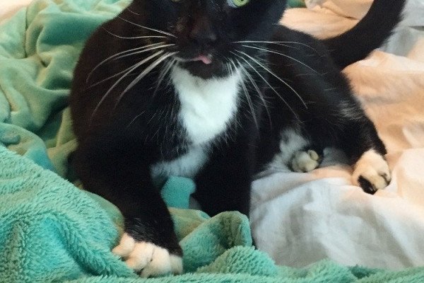 Oreo