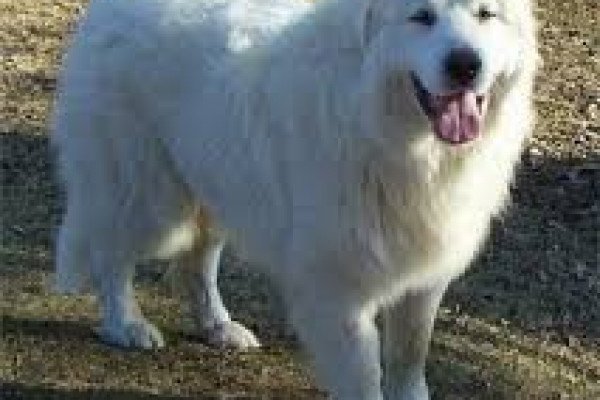 Atilla