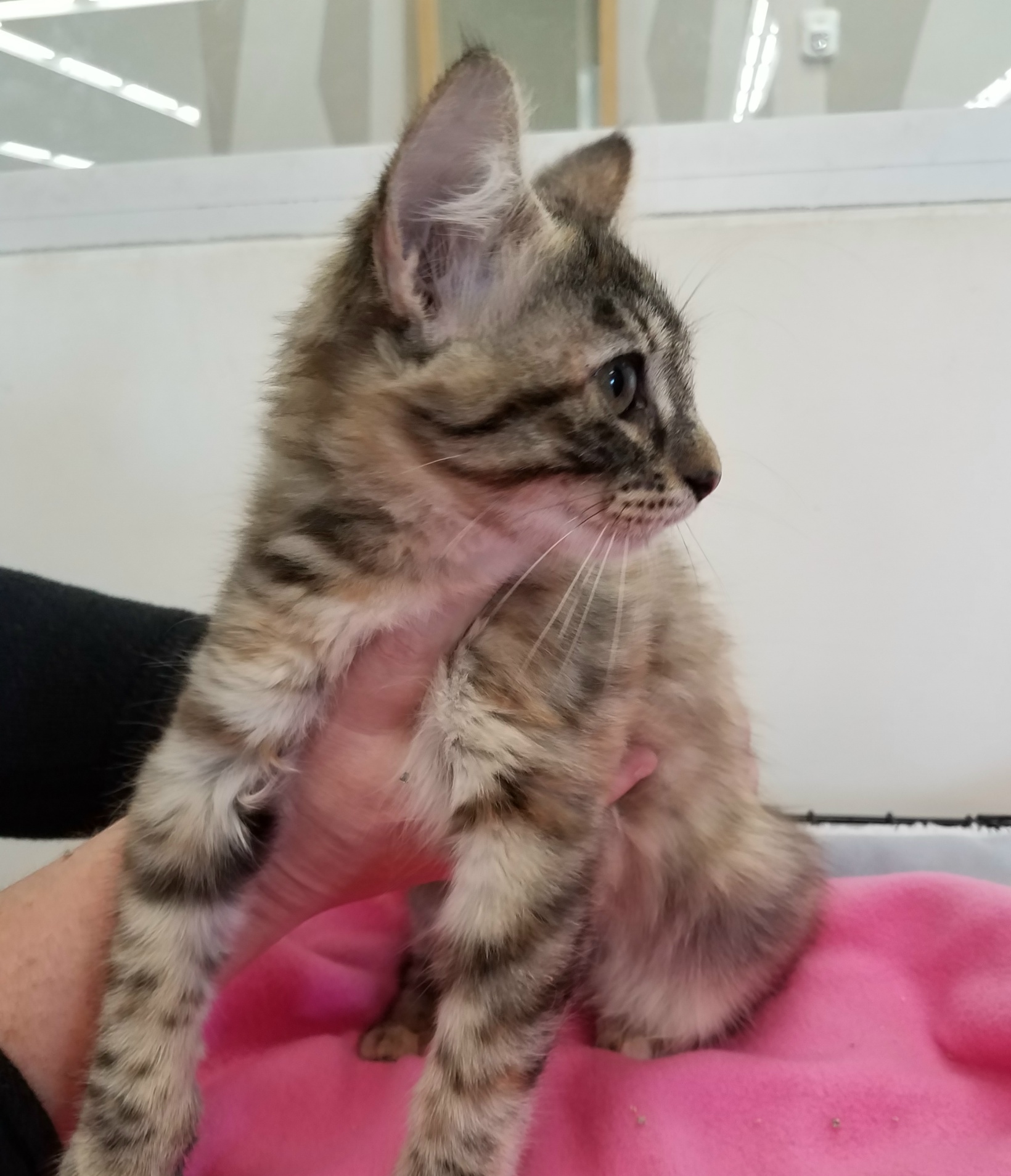 Found Female Cat Grey And Gold Tabico Long Hair Manx Winter